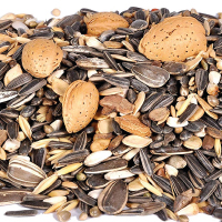 Seed