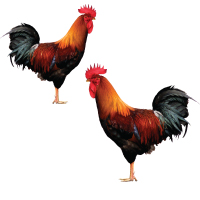 Cock