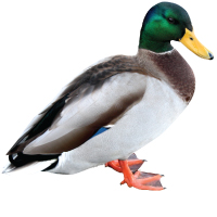 Duck Farm
