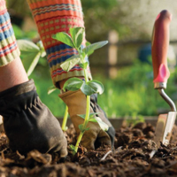 Horticultural