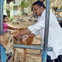 Dairy & Cattle