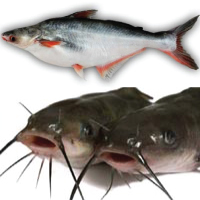 Cat Fish