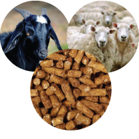 Goat/Sheep