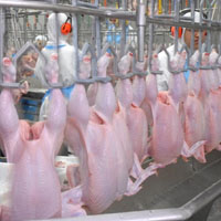 Poultry