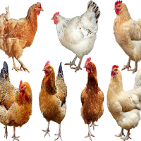 Live Chicken
