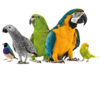 Fancy Bird