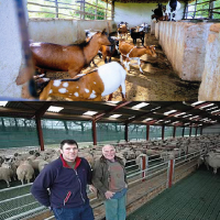 Breed & Shed