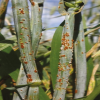 Plant Pathology
