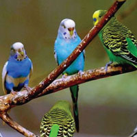 Fancy Bird