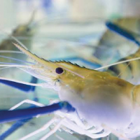 Shrimp