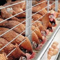 Sonali Farm