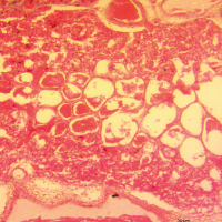Pathology
