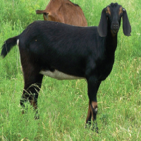 Goat