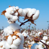 Cotton & Fiber