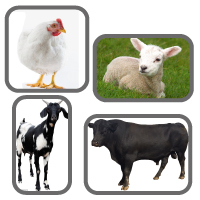 Animal Health