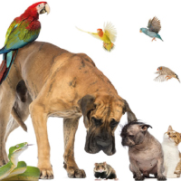 Pet