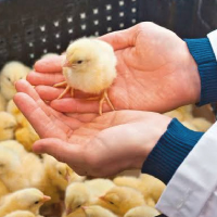 Breed & Hatchery